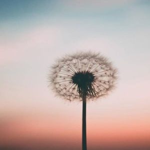 Meet your Posher, Willow